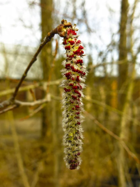 Erlenkätzchen Hängen Frühling Einem Baum — Stockfoto