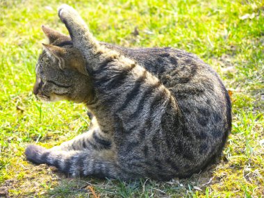 Çizgili bir gri-kırmızı kedi yerde yatıyor ve beden eğitimi ile meşgul.