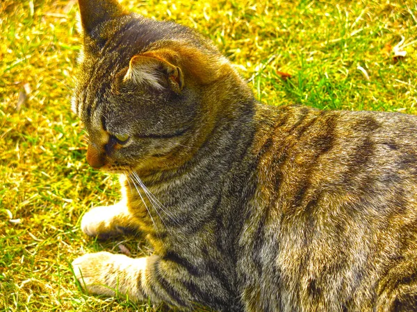 Eine Gestreifte Grau Rote Katze Liegt Auf Dem Boden Und — Stockfoto