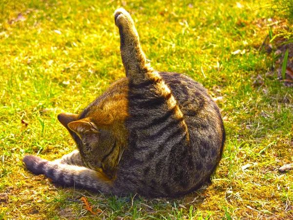 Gato Cinza Vermelho Listrado Está Deitado Chão Está Envolvido Educação — Fotografia de Stock