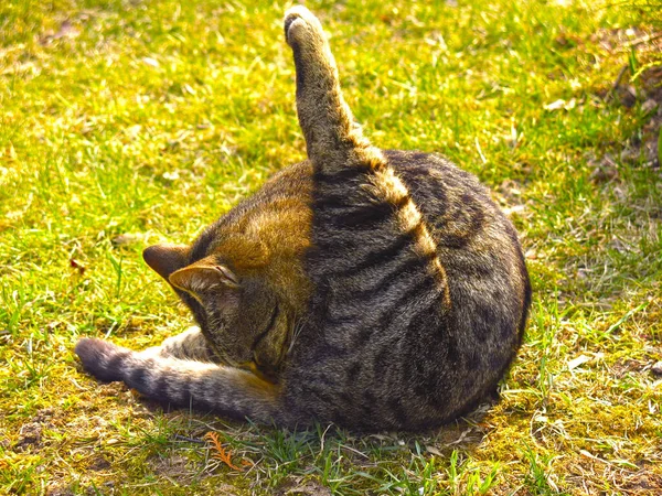 Полосатый Серо Красный Кот Лежит Земле Занимается Физкультурой — стоковое фото