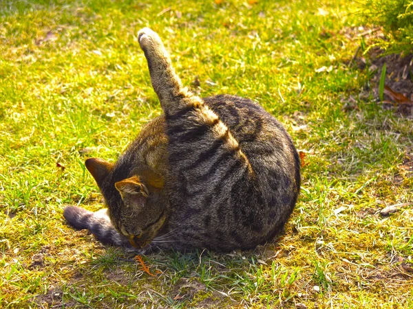 一只条纹灰红色的猫躺在地上 正在从事体育活动 — 图库照片