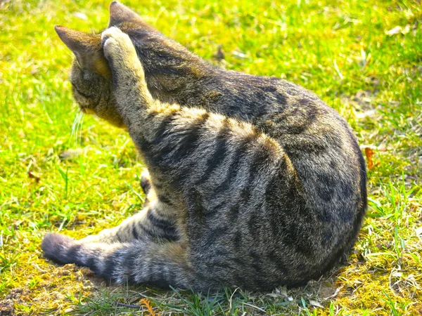 Eine Gestreifte Grau Rote Katze Liegt Auf Dem Boden Und — Stockfoto