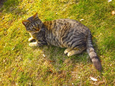 Çizgili bir gri-kırmızı kedi yerde yatıyor ve beden eğitimi ile meşgul.