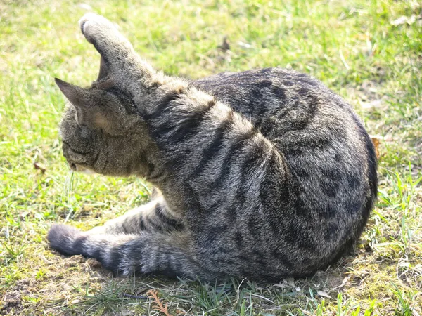 Striped Gray Red Cat Lying Ground Engaged Physical Education — Stock Photo, Image