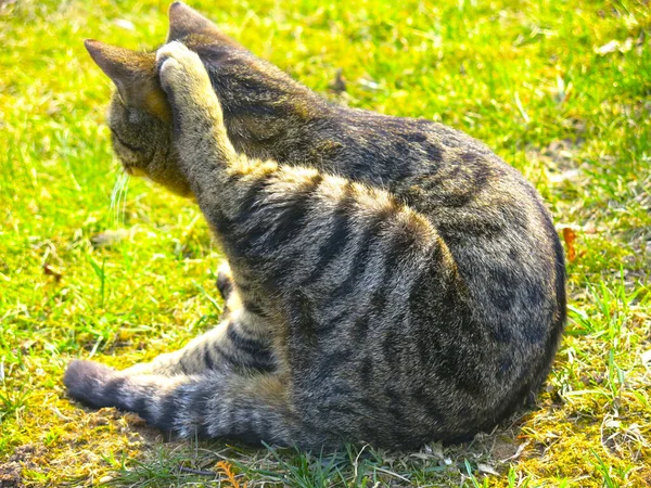 一只条纹灰红色的猫躺在地上 正在从事体育活动 — 图库照片