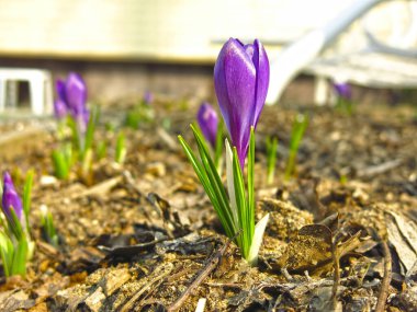 Parlak mor bahar timsahları çiçek tarhında yetişir.