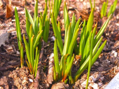 Genç bahar yeşil filizleri topraktan çıktı.