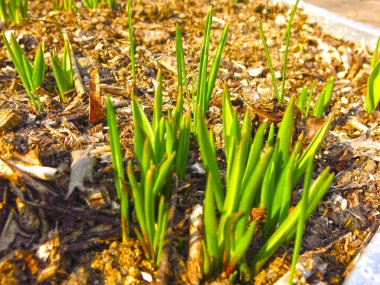 Genç bahar yeşil filizleri topraktan çıktı.