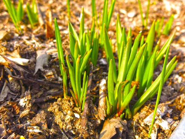 young spring green shoots grew out of the ground