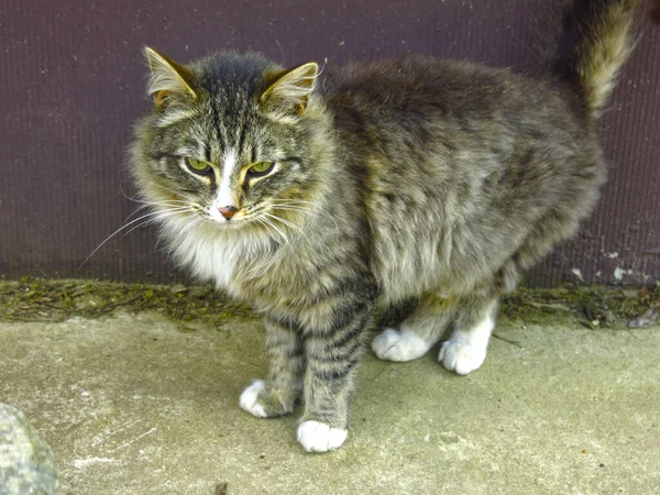 Graue Flauschige Junge Streunende Katze Steht — Stockfoto