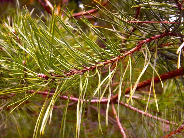 Green Fluffy Pine Branches Long Needles — Stock Photo, Image