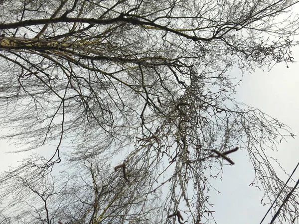 Printemps Branches Minces Bouleau Encore Sans Bourgeons — Photo