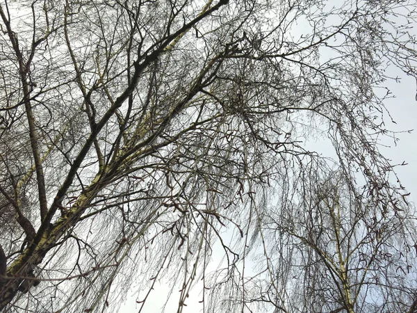 Huş Ağacının Ince Dalları Hala Tomurcuksuz — Stok fotoğraf