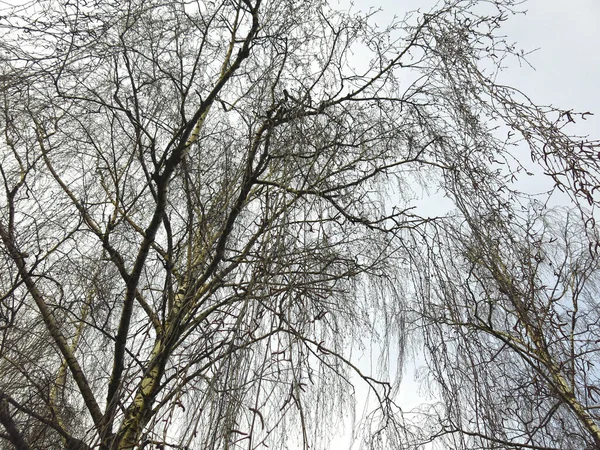 春天细嫩的桦树枝条依旧没有芽 — 图库照片