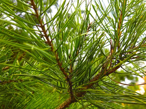 Green Fluffy Pine Branches Long Needles — Stock Photo, Image