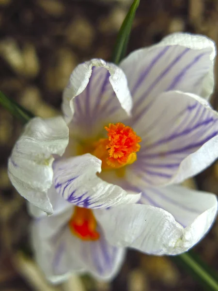 Crocus Blanco Púrpura Crece Primavera Macizo Flores —  Fotos de Stock