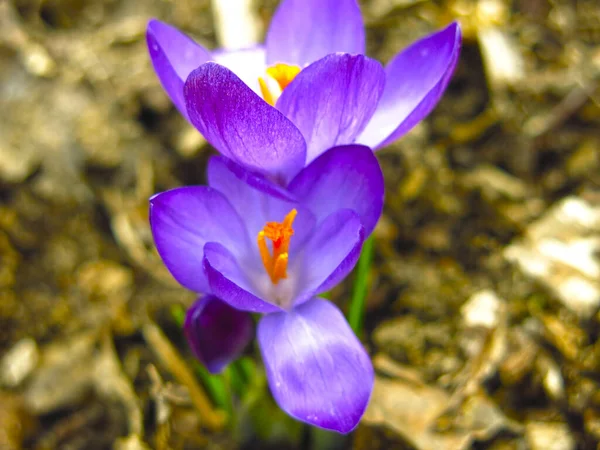 Crocus Púrpura Crece Primavera Macizo Flores —  Fotos de Stock