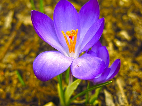 Crocus Púrpura Crece Primavera Macizo Flores —  Fotos de Stock