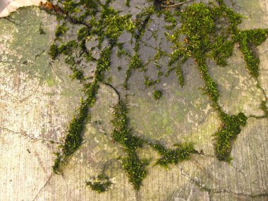 Arkaplanı yeşil yosun olan eski bej karton