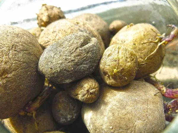 Batatas Frasco Janela Crescem Para Plantio Chão — Fotografia de Stock