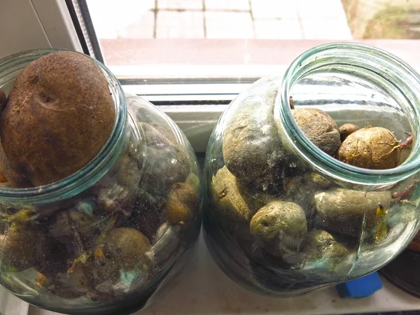 窓の瓶の中のジャガイモは地面に植えるために成長します — ストック写真