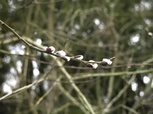 Zweige Austreibender Weiden Frühling Mit Knospen — Stockfoto