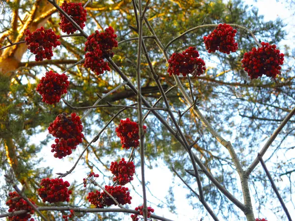 Grappes Rouges Frêne Montagne Automne Sur Les Branches — Photo