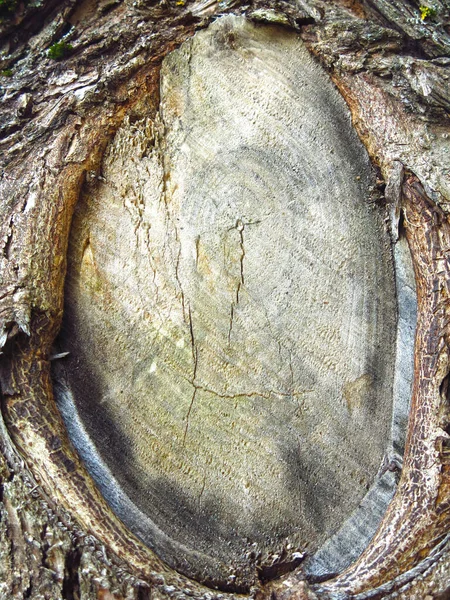 Tronco Árbol Con Corteza Borrada Cubierta Forma Hermoso Óvalo Una — Foto de Stock