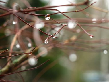 Yağmur damlaları ıslak ince dallara tutunur
