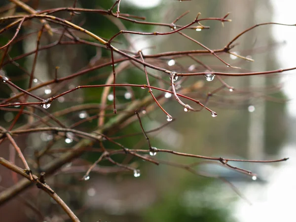 Gotas Chuva Pendurar Ramos Finos Molhados — Fotografia de Stock