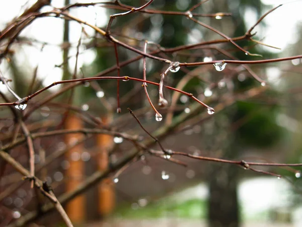 Gotas Chuva Pendurar Ramos Finos Molhados — Fotografia de Stock