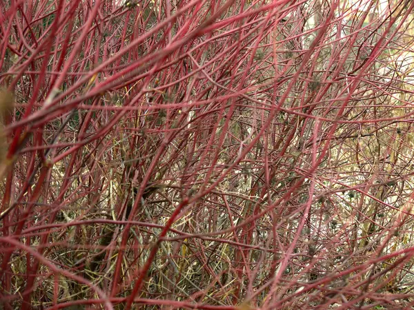 Кусты Листьев Красными Тонкими Ветвями Естественный Фон — стоковое фото