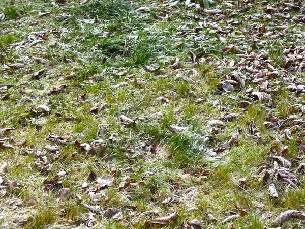 First Frost Frost Green Grass — Stock Photo, Image