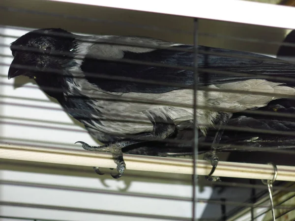 Corbeau Gris Assis Dans Une Cage — Photo