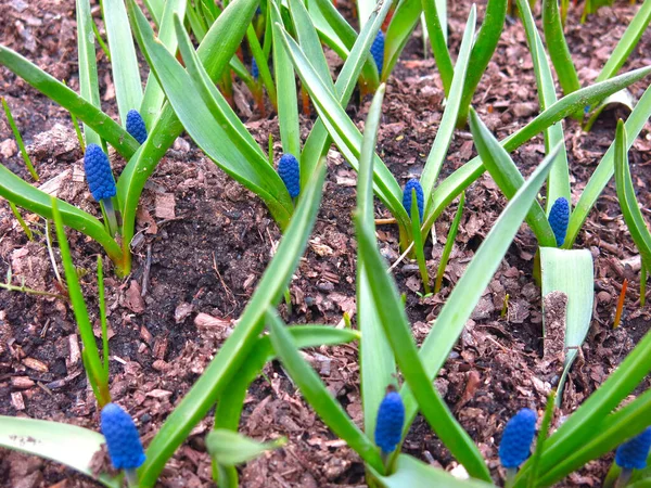 Πρώτη Άνοιξη Λουλούδια Μπλε Muscari Ένα Παρτέρι — Φωτογραφία Αρχείου