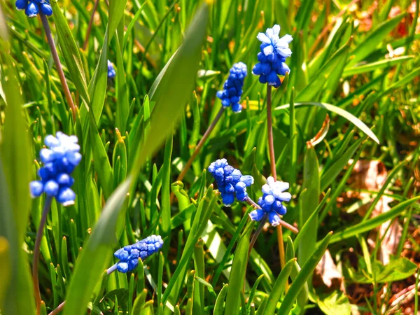 Primera Primavera Flores Azul Muscari Macizo Flores — Foto de Stock