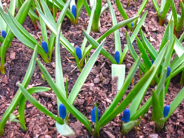 Primera Primavera Flores Azul Muscari Macizo Flores — Foto de Stock