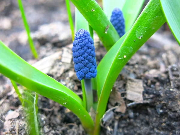 Első Tavaszi Virágok Kék Muscari Egy Virágágyásban — Stock Fotó