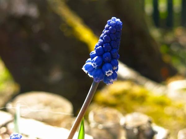 Első Tavaszi Virágok Kék Muscari Egy Virágágyásban — Stock Fotó