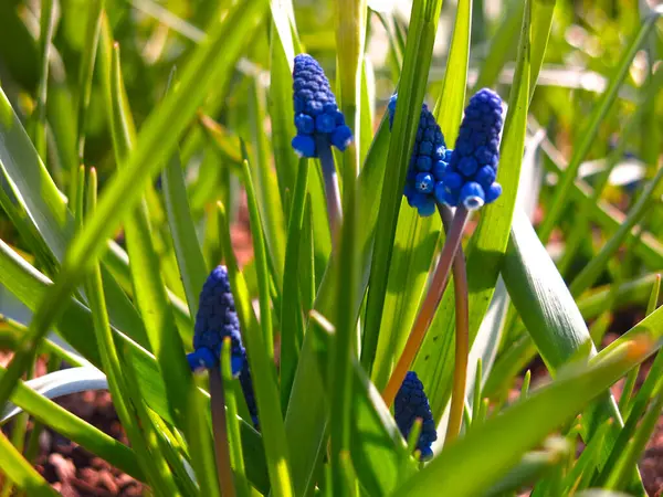 Első Tavaszi Virágok Kék Muscari Egy Virágágyásban — Stock Fotó