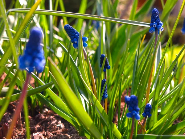 Primi Fiori Primaverili Blu Muscari Aiuola — Foto Stock