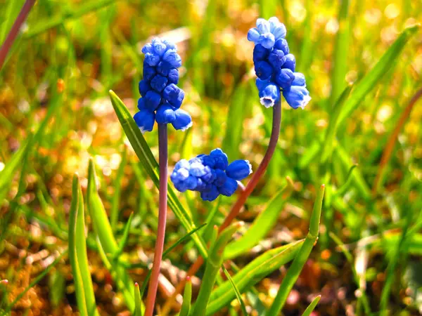 Első Tavaszi Virágok Kék Muscari Egy Virágágyásban — Stock Fotó