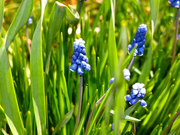 Első Tavaszi Virágok Kék Muscari Egy Virágágyásban — Stock Fotó