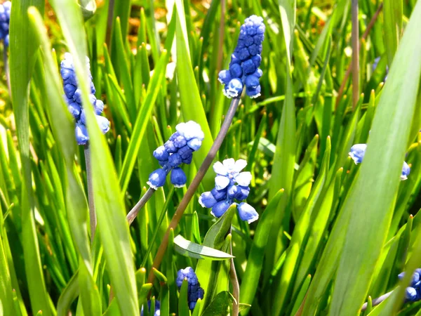 Első Tavaszi Virágok Kék Muscari Egy Virágágyásban — Stock Fotó