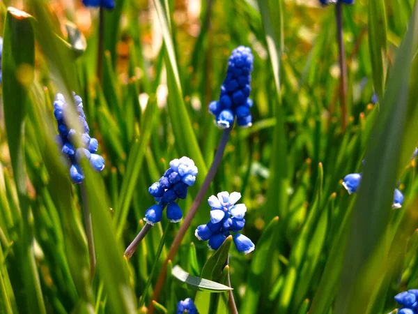 Első Tavaszi Virágok Kék Muscari Egy Virágágyásban — Stock Fotó