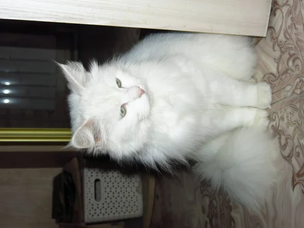 Puszysty Biały Kot Zielonymi Oczami — Zdjęcie stockowe