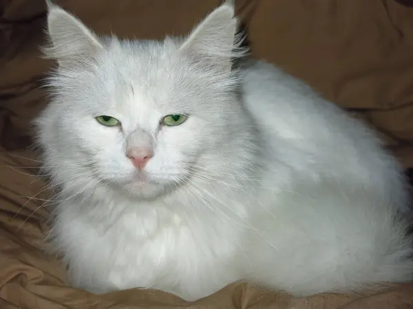 Yeşil Gözlü Tüylü Beyaz Bir Kedi — Stok fotoğraf