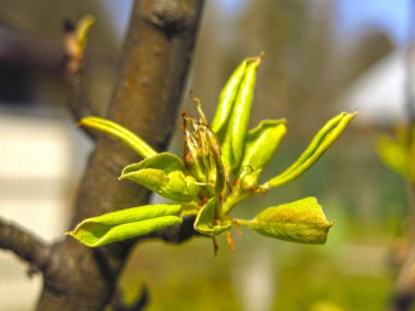 Genç armut, baharda yapraklarla çiçek açar.