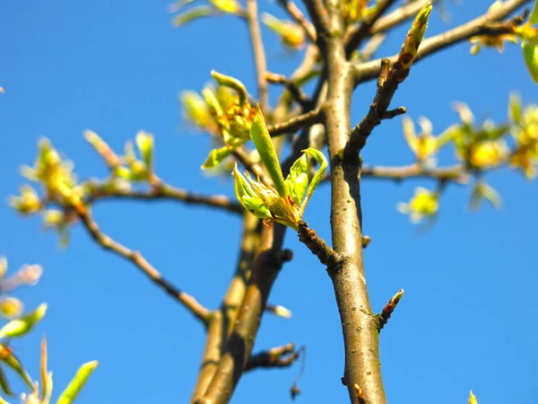Junge Birnenblüten Mit Blättern Frühling — Stockfoto